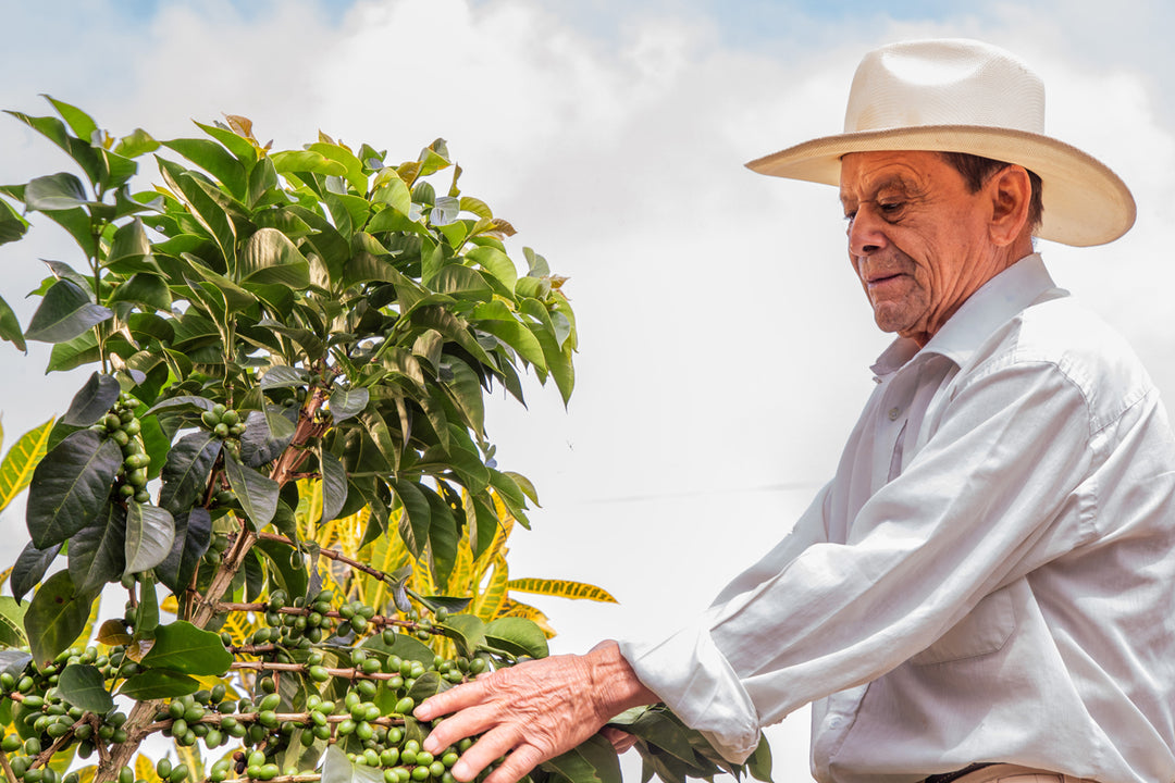 Behind the Scenes: The Journey of a Coffee Bean from Farm to Cup